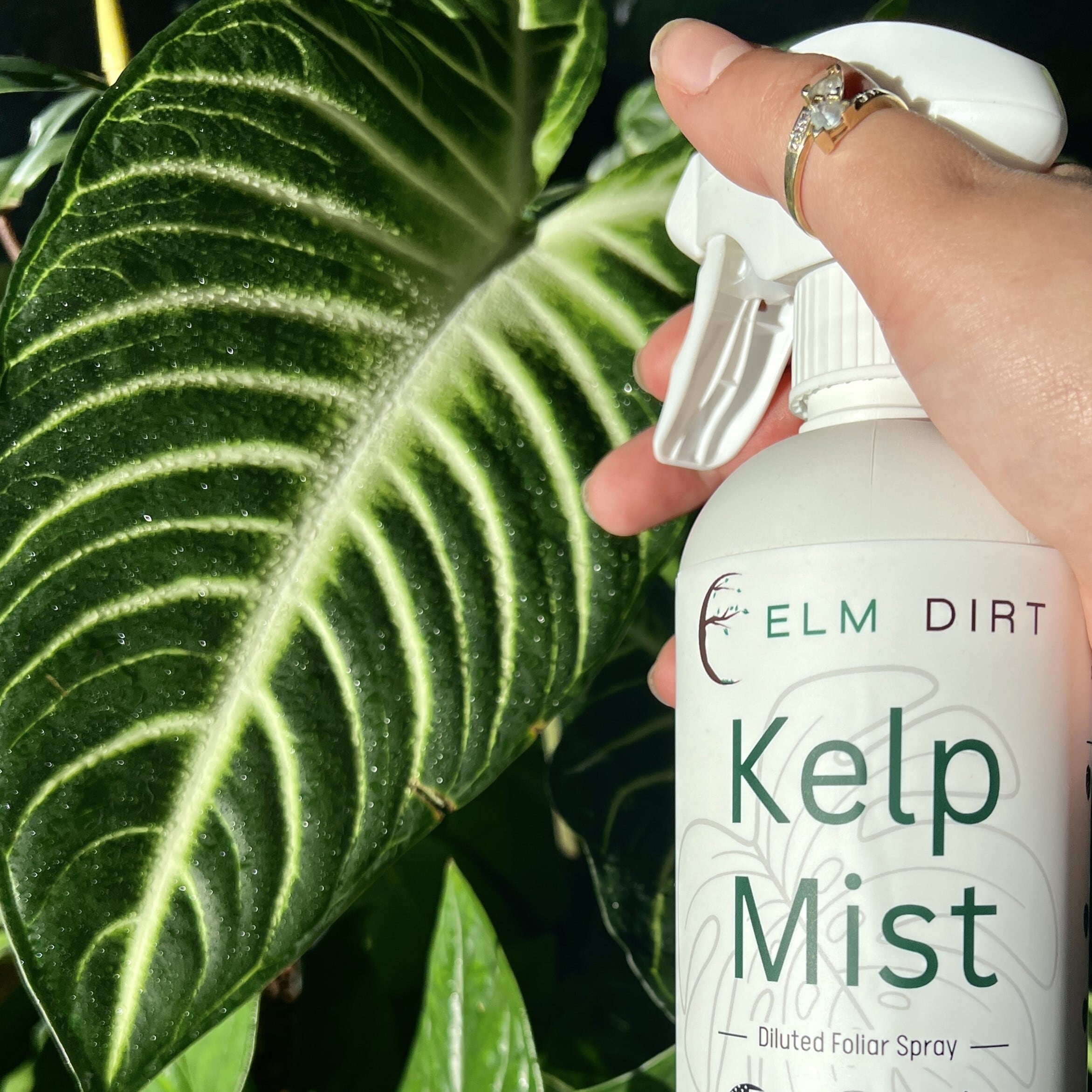 Elm Dirt EDKM16 plantcare - View #3