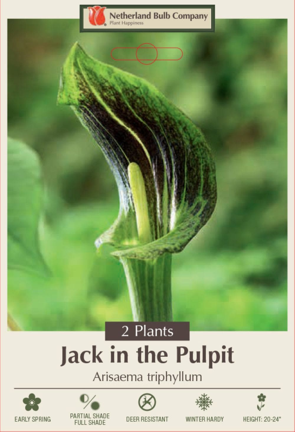 Hirt's Gardens - Jack-in-the-Pulpit/Cobra Lily - Arisaema triphyllum - 2 Top Size Bulbs