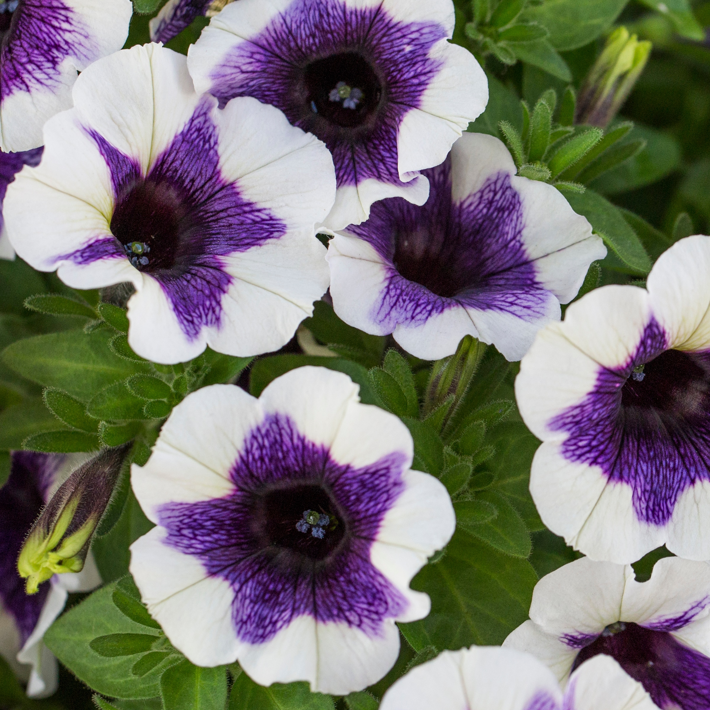 Lowe's NURSERY annuals - View #20
