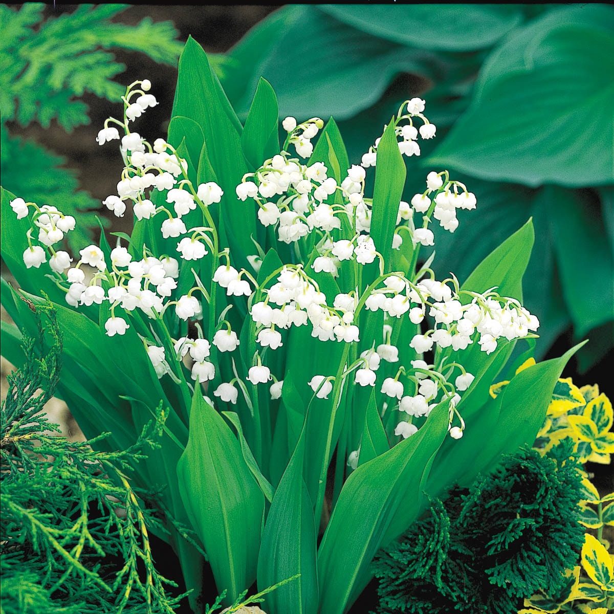 Spring Hill Nurseries 10-Pack Lily Of The Valley White Flowering  Groundcover in Bareroot in the Ground Cover department at