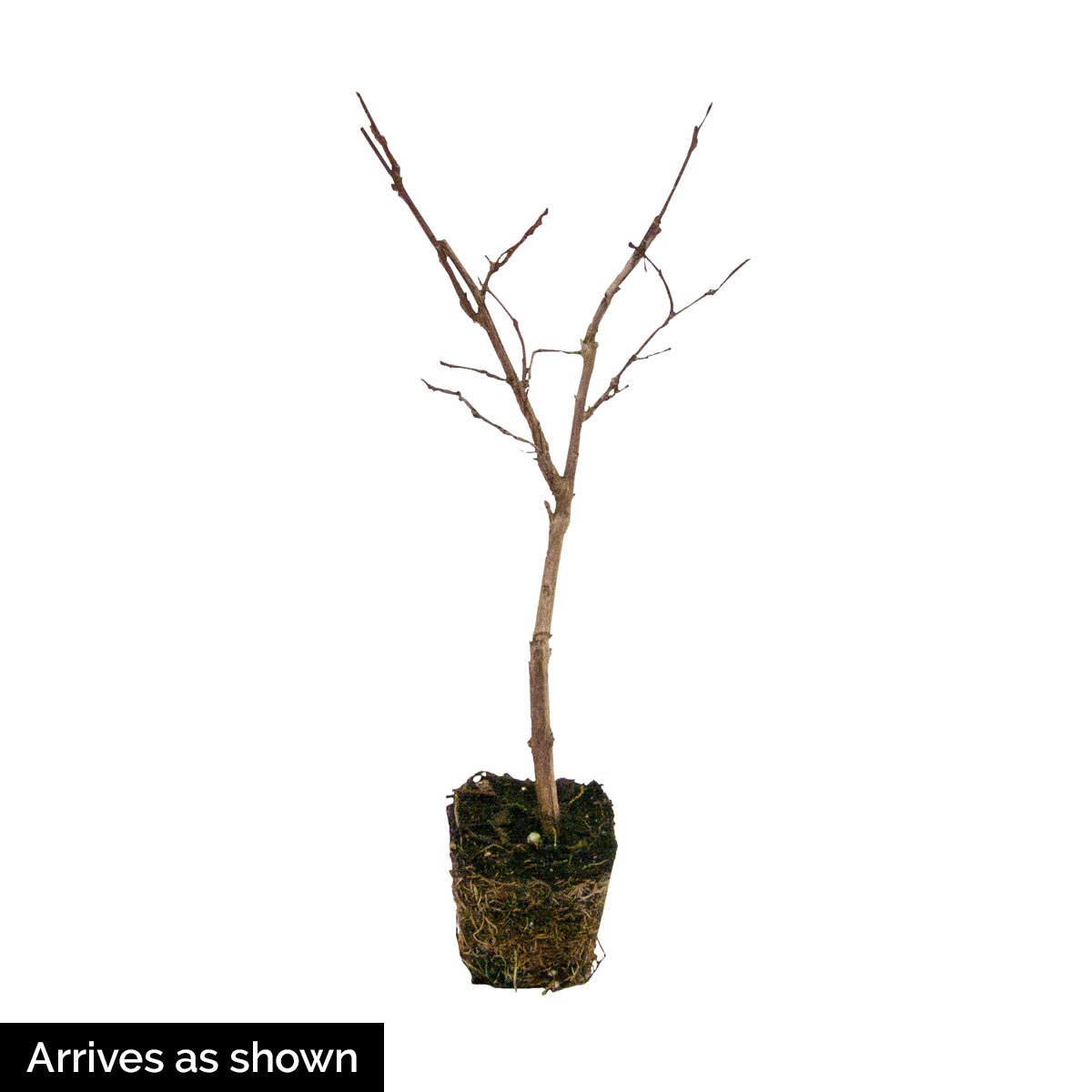 Spring Hill Nurseries 83293 shrubs - View #3