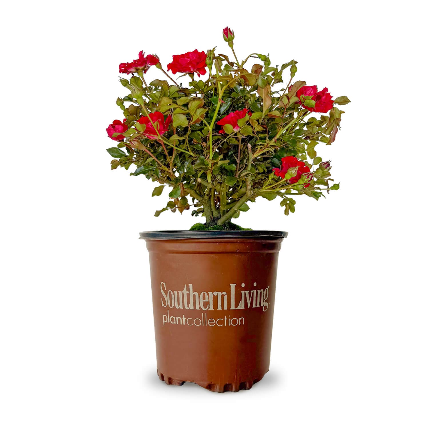 Southern Living Plant Collection 6239Q-1 It's A Breeze Rose Flowering Shrub in 2.5 -Quart Pot 1 -Pack with Red Blooms