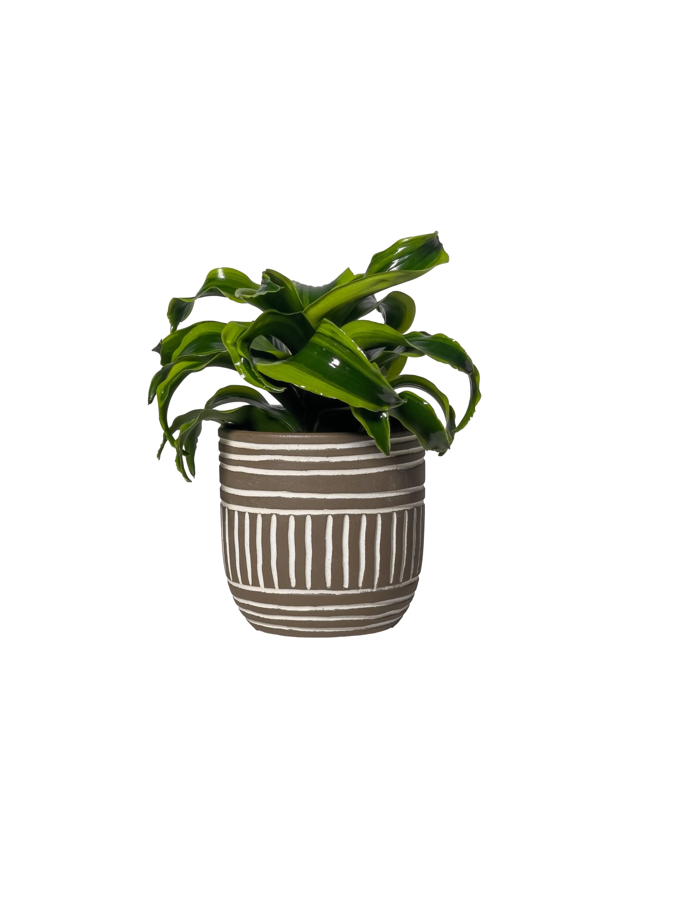 LiveTrends ASB07069 HANOI House plant in 12 Ounce(s) Pot 1 -Pack