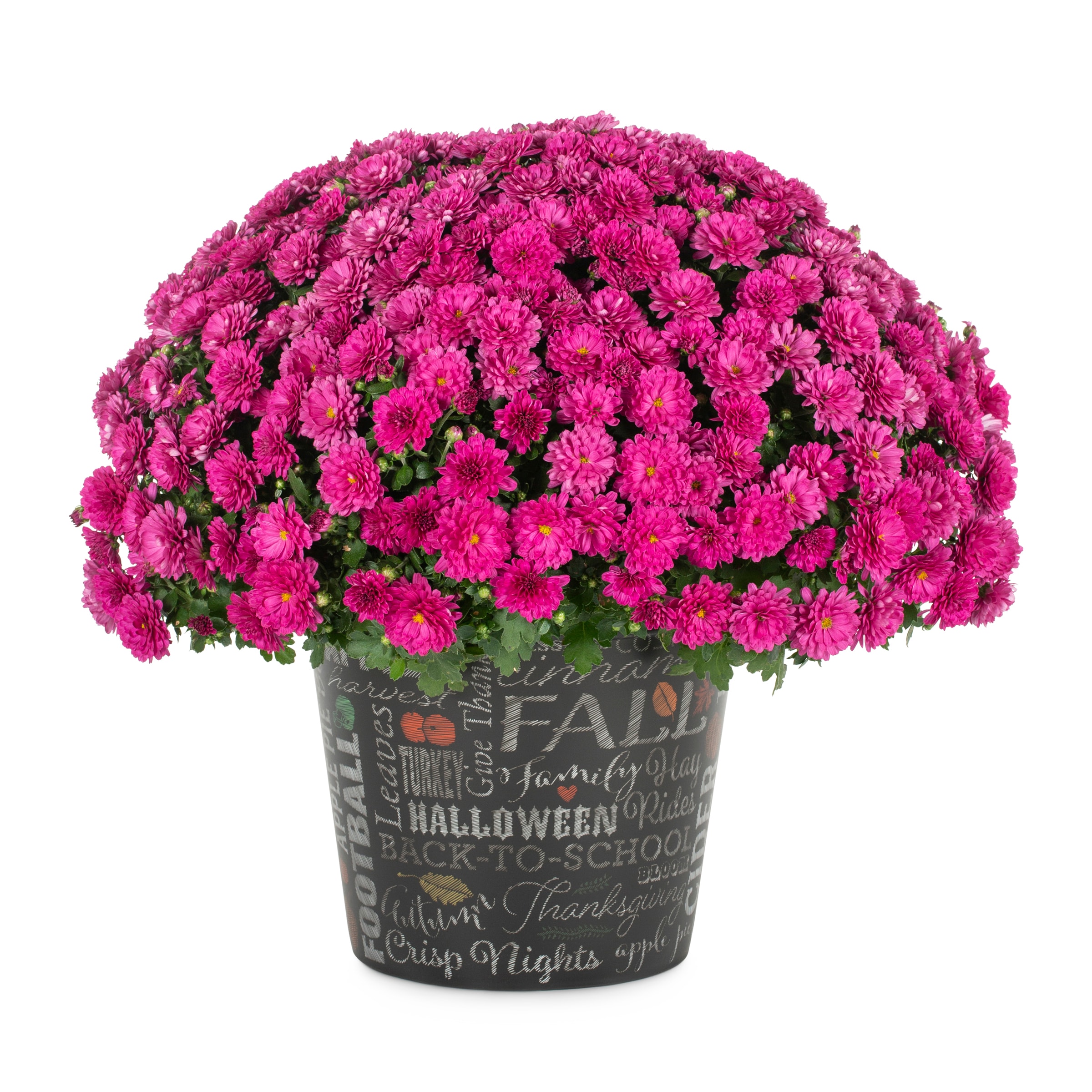 Lowe's NURSERY Red Mum in 3 Quart(s) Pot 1 -Pack