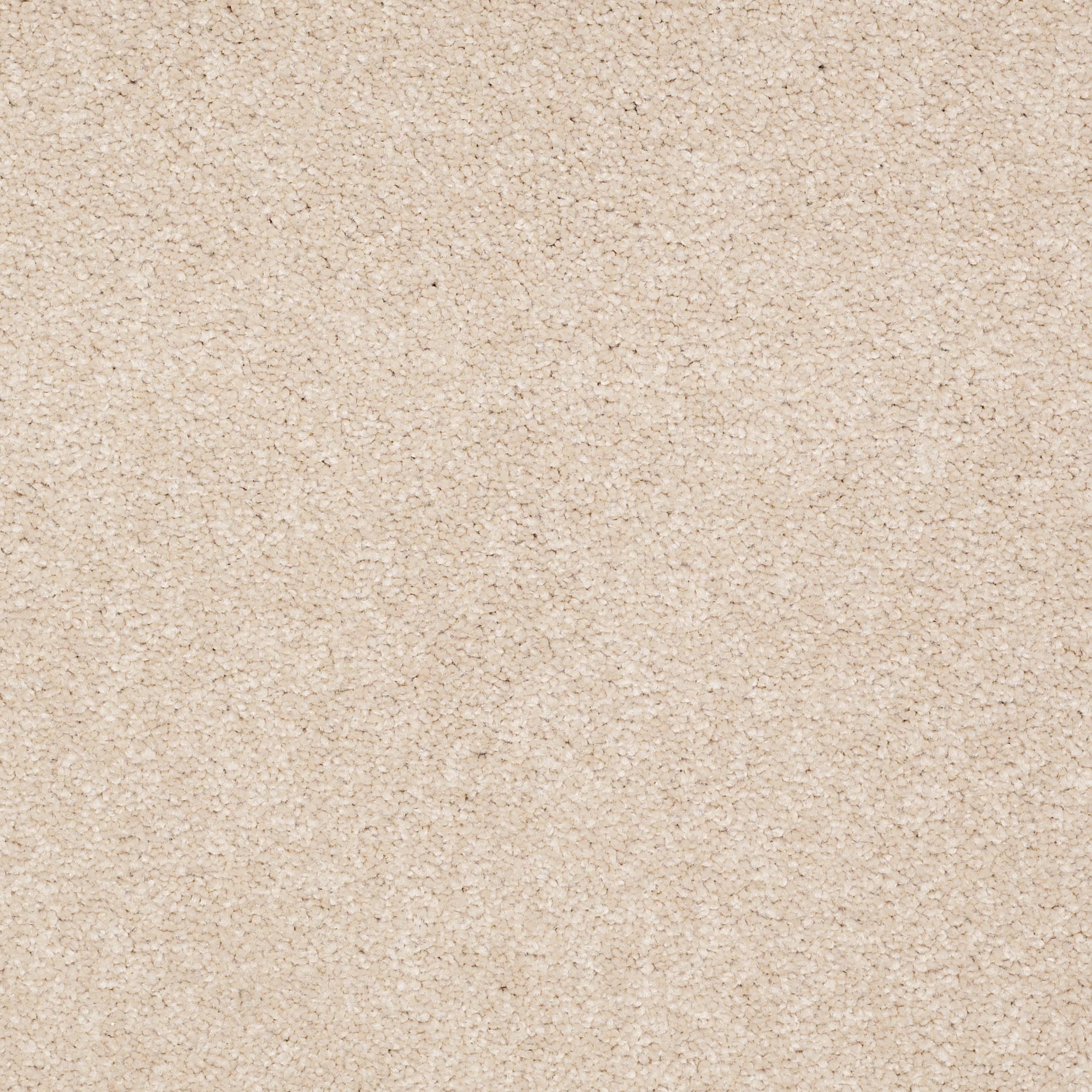 STAINMASTER PetProtect 7L881 - 106 - SAMP (Sample) Best Of Breed I Before Dawn Brown 48.8-oz sq yard Nylon Textured Indoor Carpet