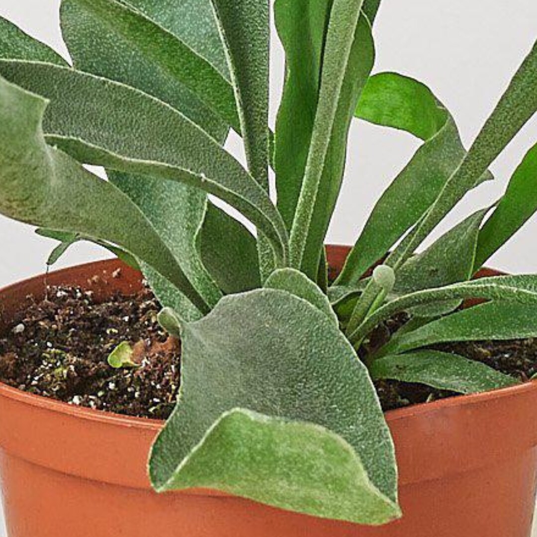 House Plant Shop 6-FERN-STAGHORN hseplants - View #4