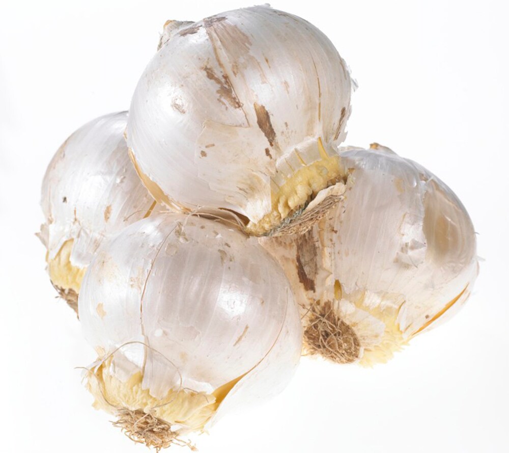 Van Zyverden 87145 Plant-Bulbs - View #4