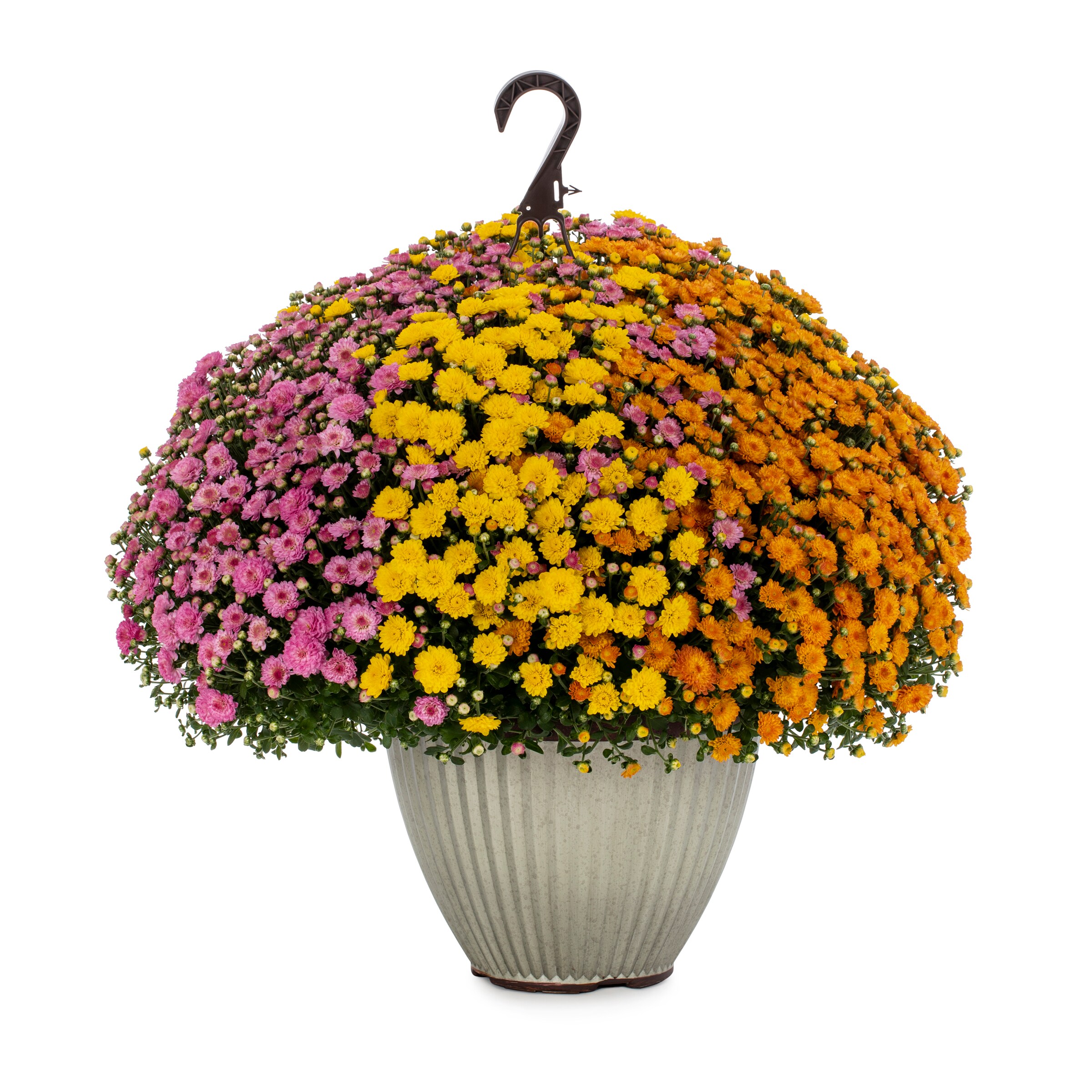 Lowe's NURSERY Multicolor Mum in 2.5 Gallon(s) Planter 1 -Pack