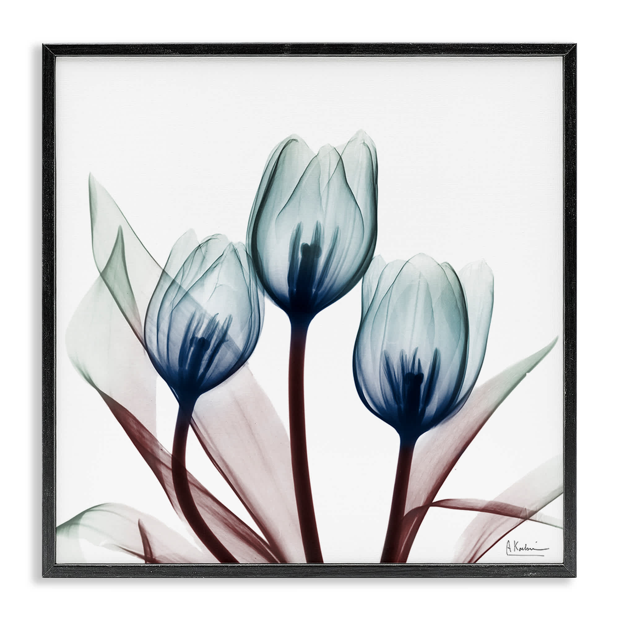 Stupell Industries BS-015-FR-12X12 Chic Blue Translucent Tulips Black Framed Giclee Art By Albert Koetsier 12 x 12