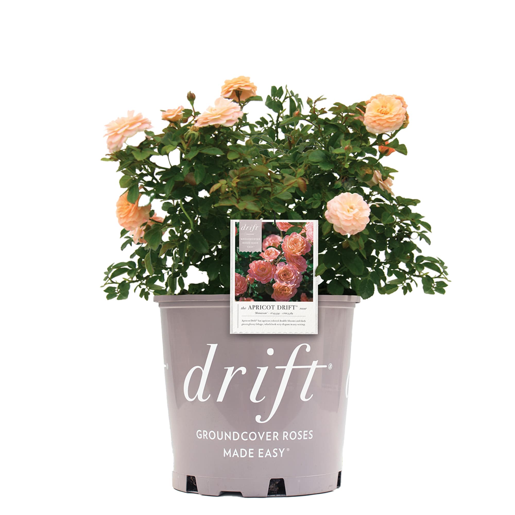 Perfect Plants LOAPRICOTDRIFTROSE3G Pink Apricot Drift Rose 3 -Gallon 1 -Pack in Pot