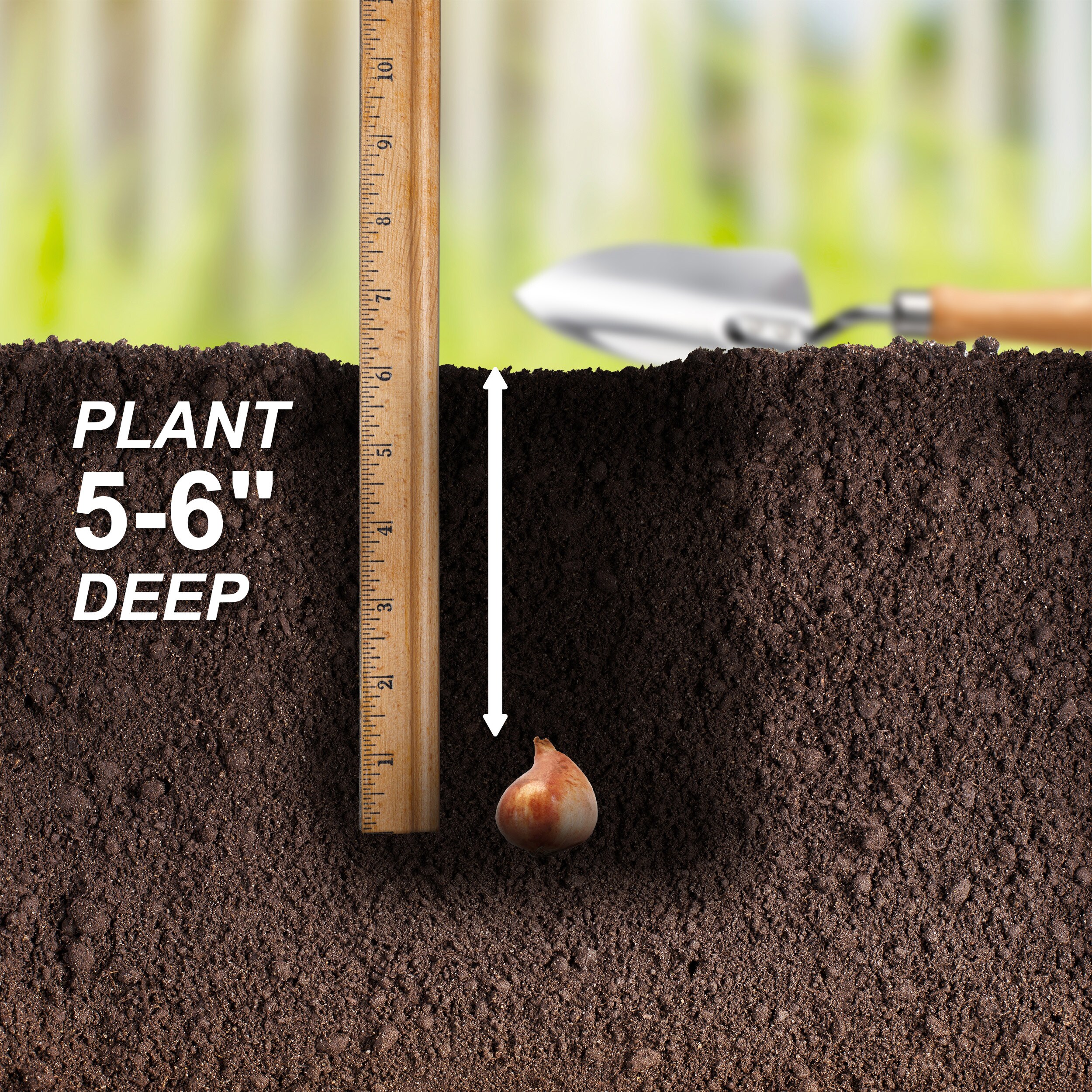 Garden State Bulb ECF-54-100-04 Plant-Bulbs - View #5