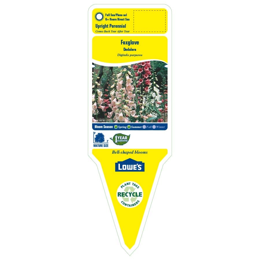 Lowe's NURSERY perennials - View #2