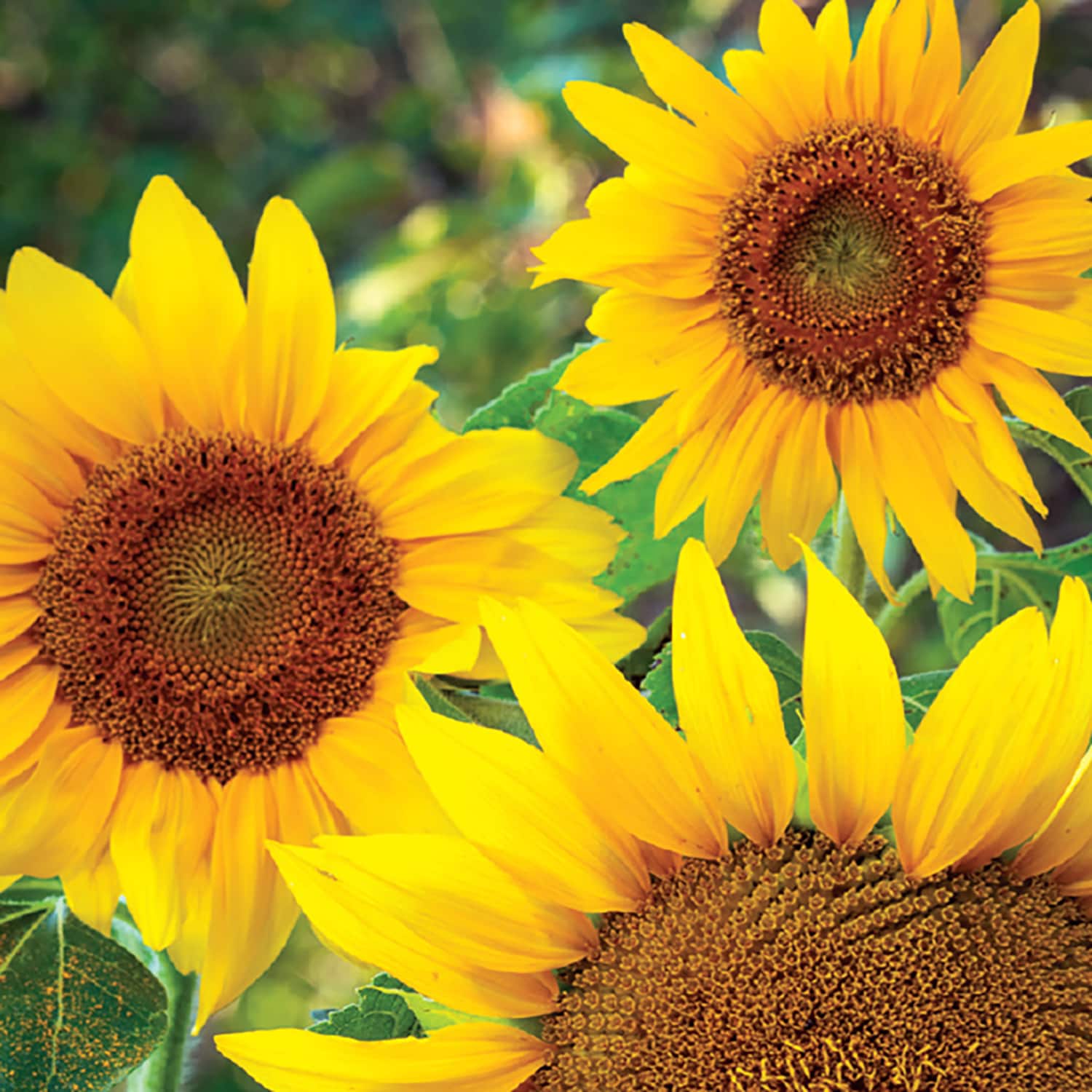 Ferry-Morse LC25.6529 seeds - View #3