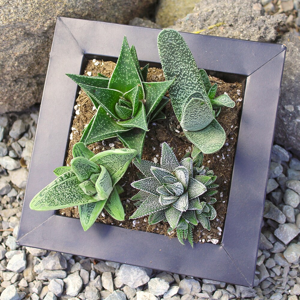 Altman Plants 0880051 Cacti-Succulents - View #5