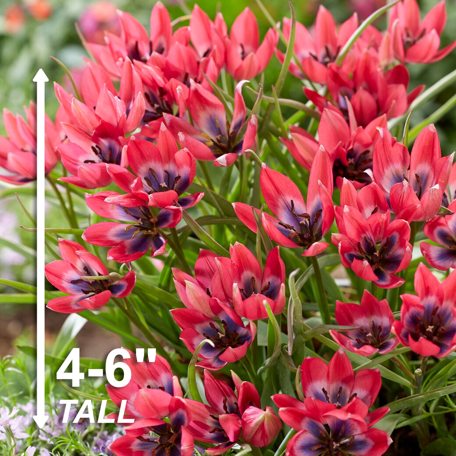 Garden State Bulb ECF-85-100-04 Plant-Bulbs - View #3