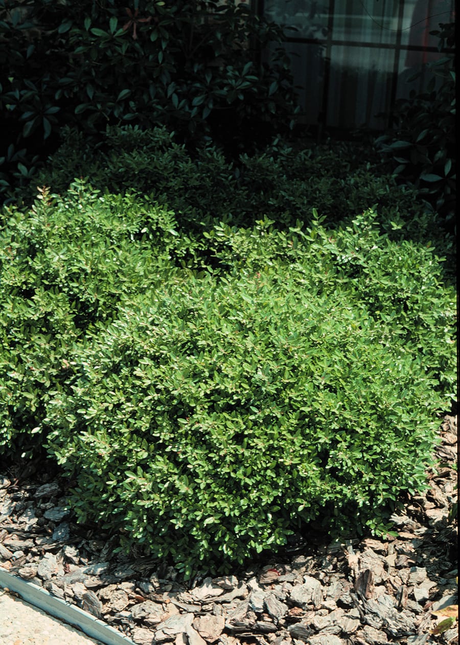 Lowe's NURSERY shrubs - View #2