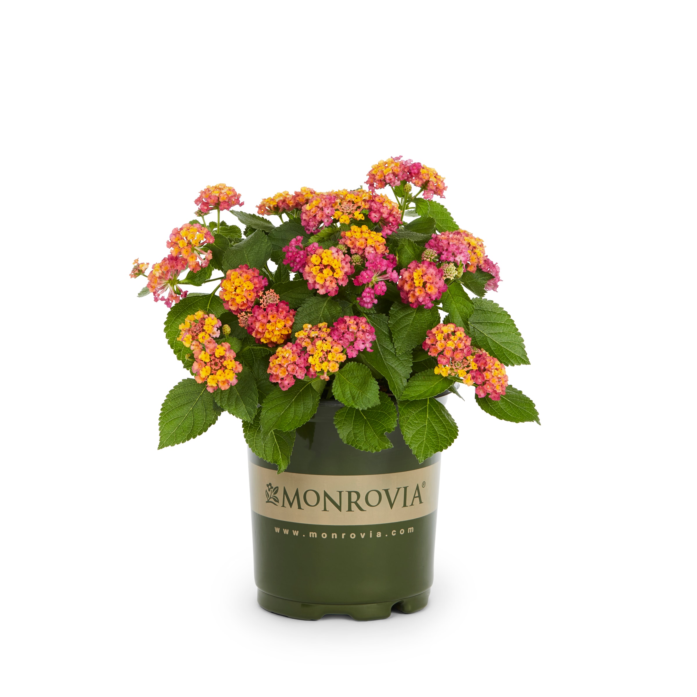 Monrovia NURSERY annuals - View #6