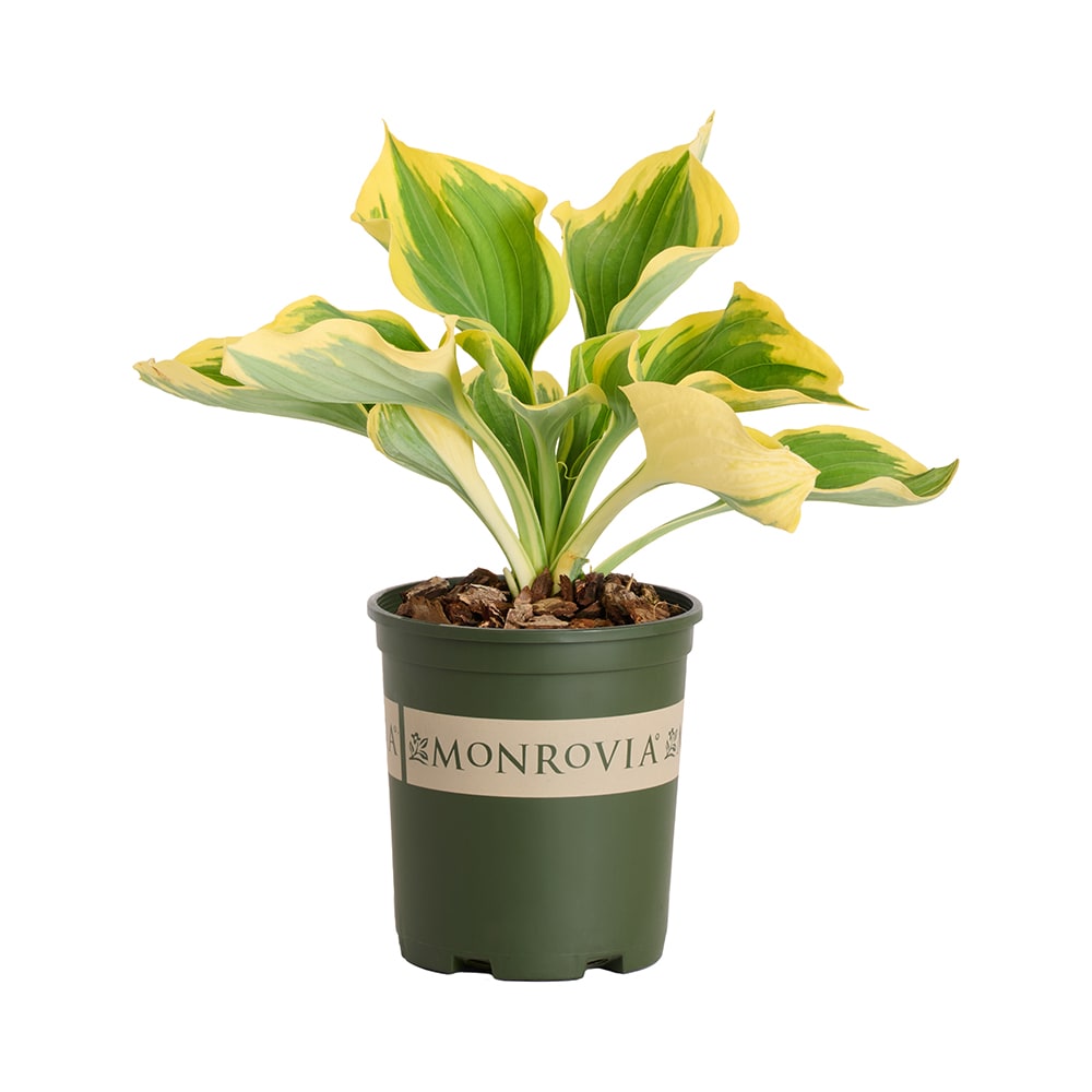 Monrovia - 2.6 -Quart Purple Hosta Liberty 1 -Pack - Low Maintenance