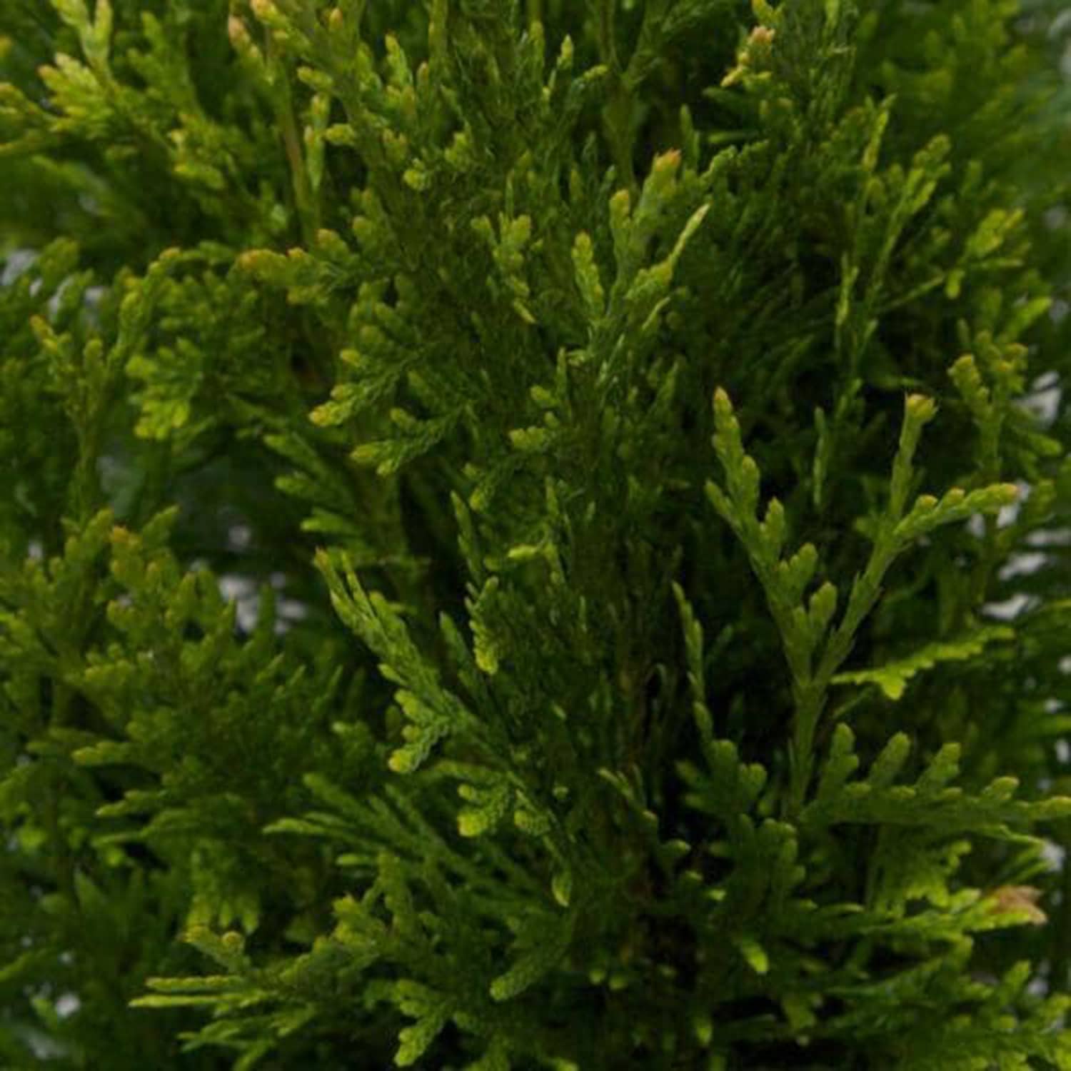 Flowerwood 55243FL-2 trees - View #2