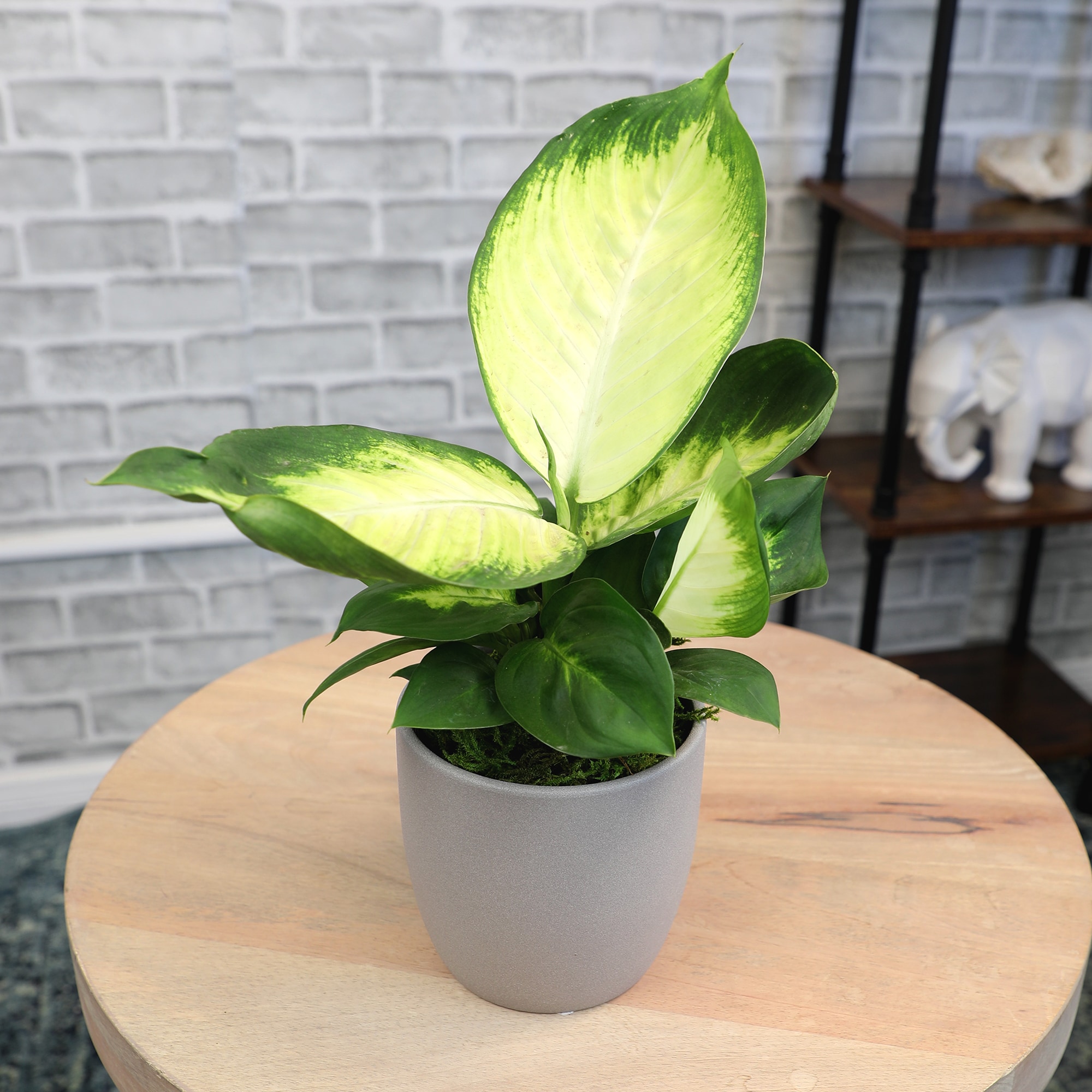 Altman Plants 0873081 hseplants - View #2