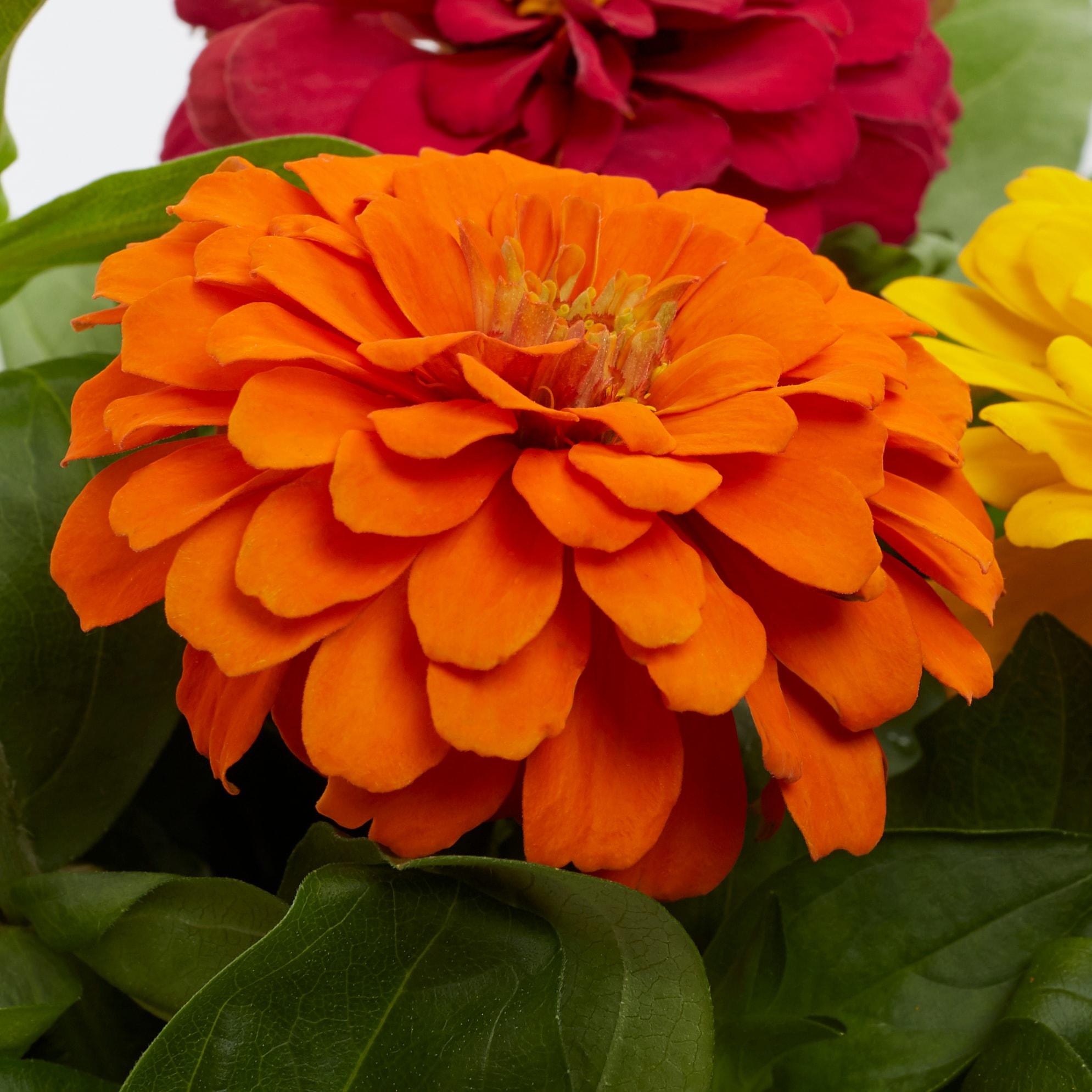 Lowe's NURSERY annuals - View #5