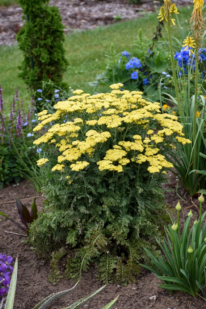Proven Winners ACHPWP1036102 perennials - View #4