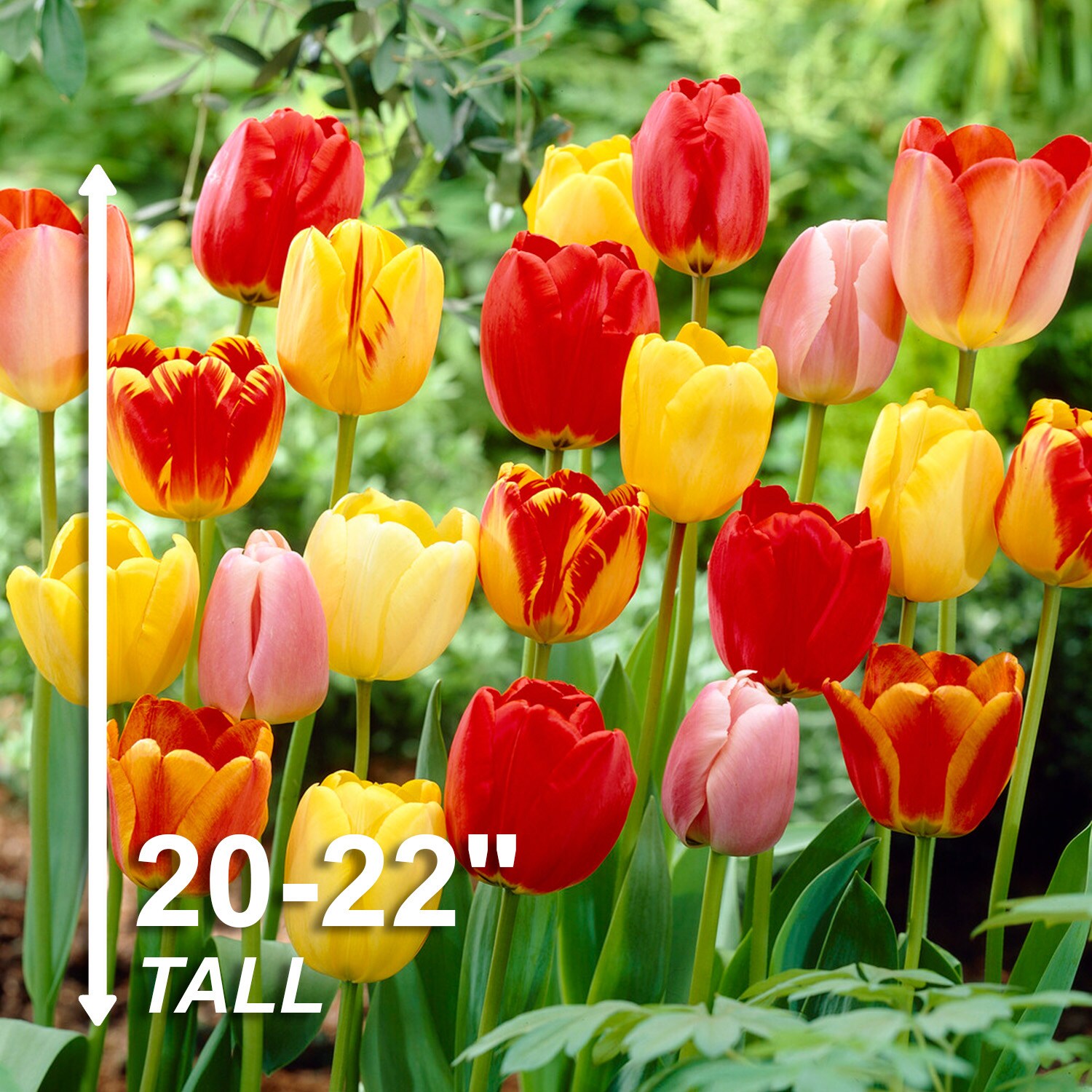 Garden State Bulb ECF-31-50-02 Plant-Bulbs - View #3