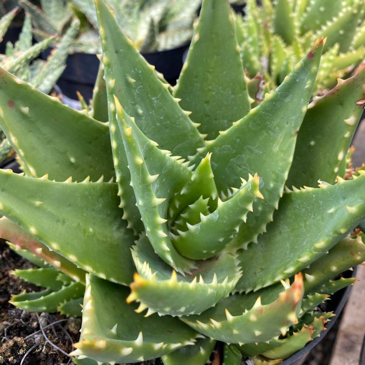 Lowe's NURSERY Cacti-Succulents - View #2