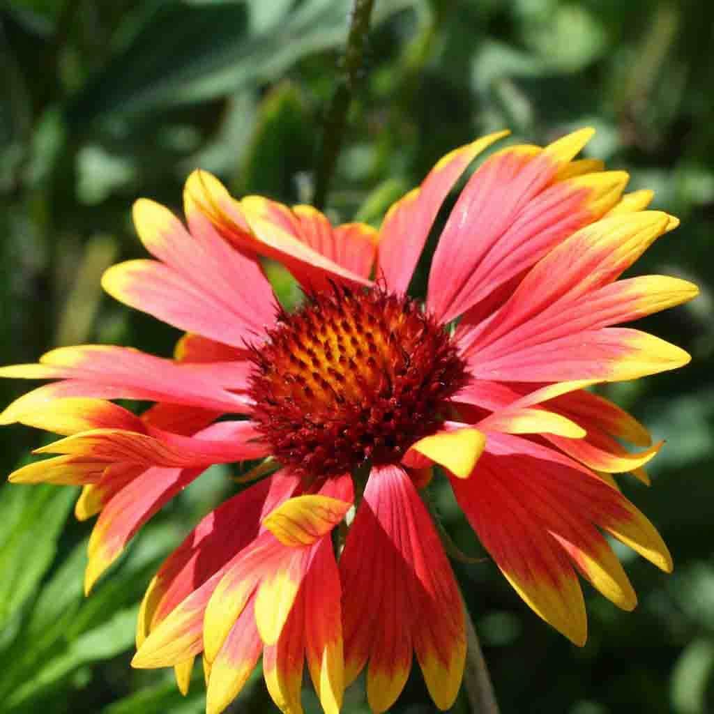 Ferry-Morse LC25.4063 seeds - View #3