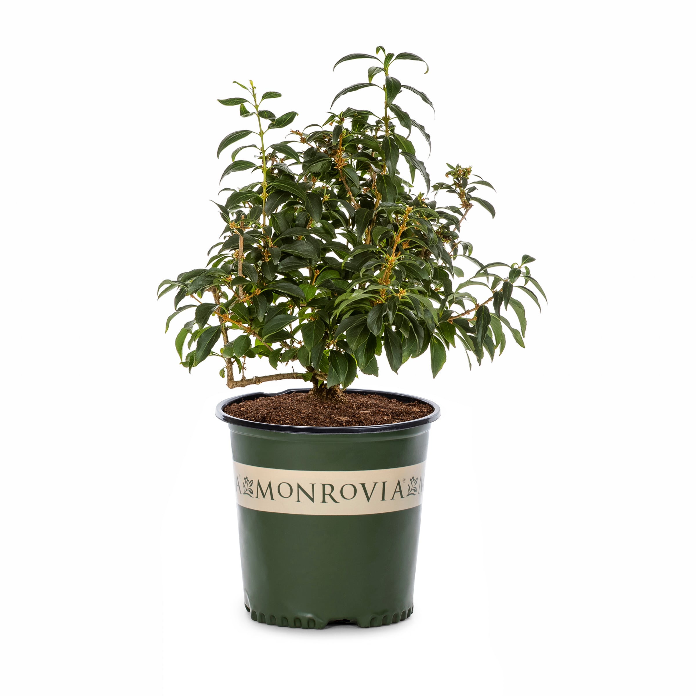 Monrovia NURSERY Yellow Believe It or Not Forsythia Flowering Shrub in 2-Gallon Pot