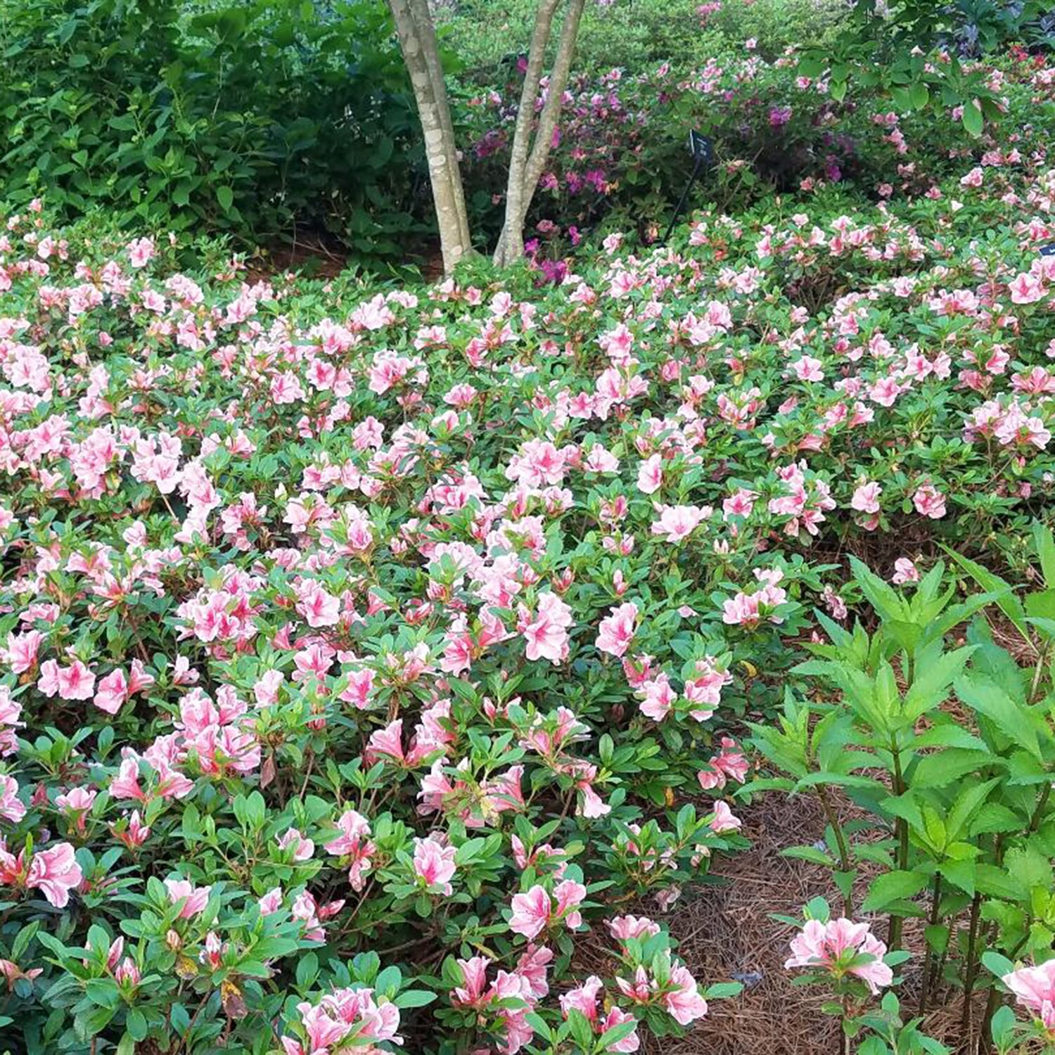 Encore Azalea 5 gal. Autumn Bravo Shrub