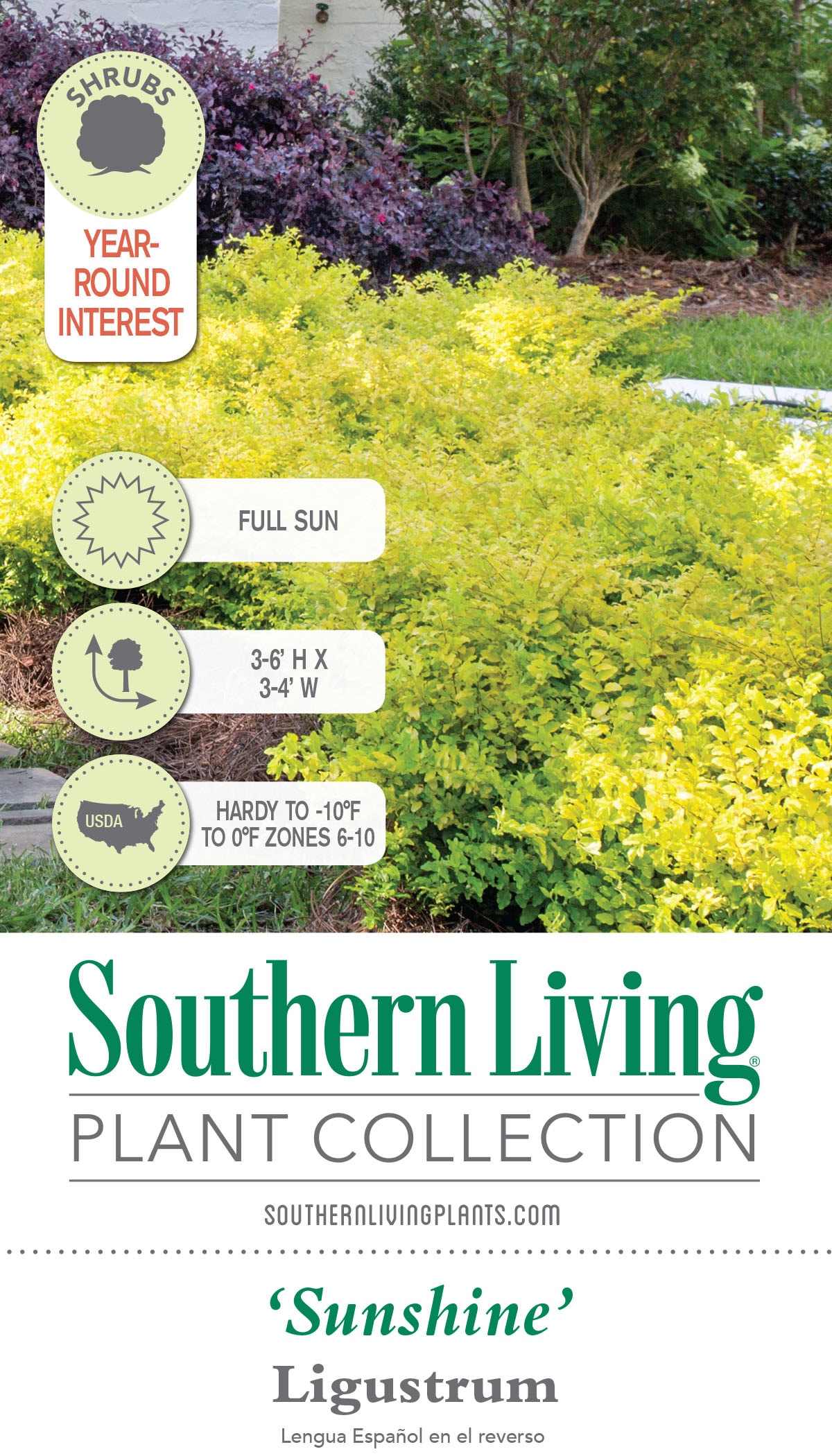 Southern Living Plant Collection Sunshine Ligustrum Accent Shrub In 2.5 ...