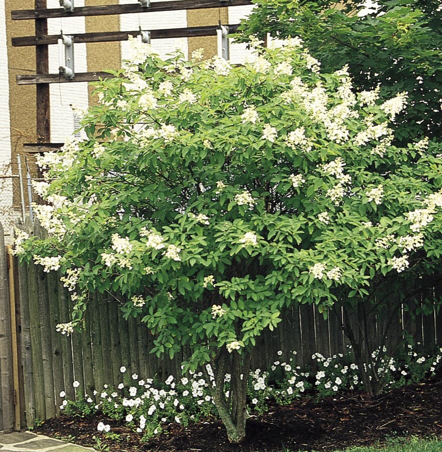  NURSERY White Tardiva Hydrangea Tree Flowering Shrub In Pot (With Soil)