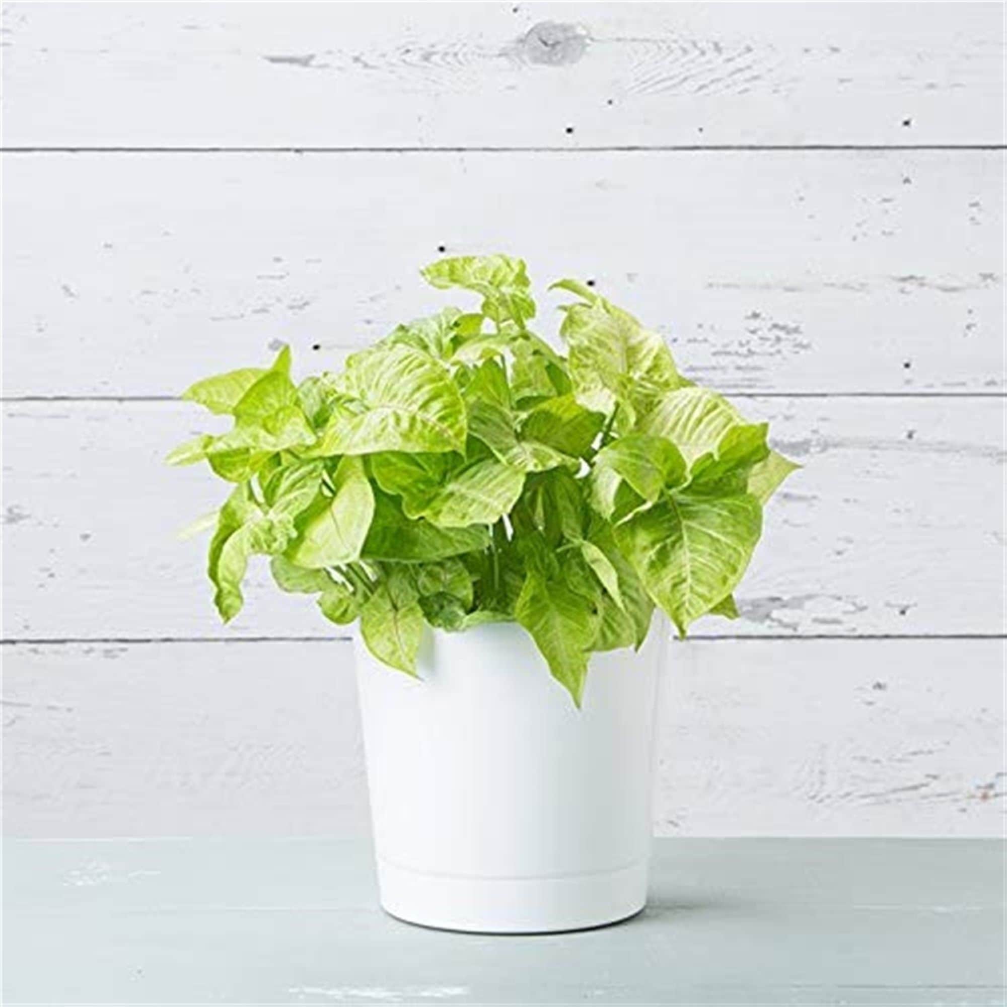 Novelty Manufacturing 026978101020 Planter-Window-Box - View #3