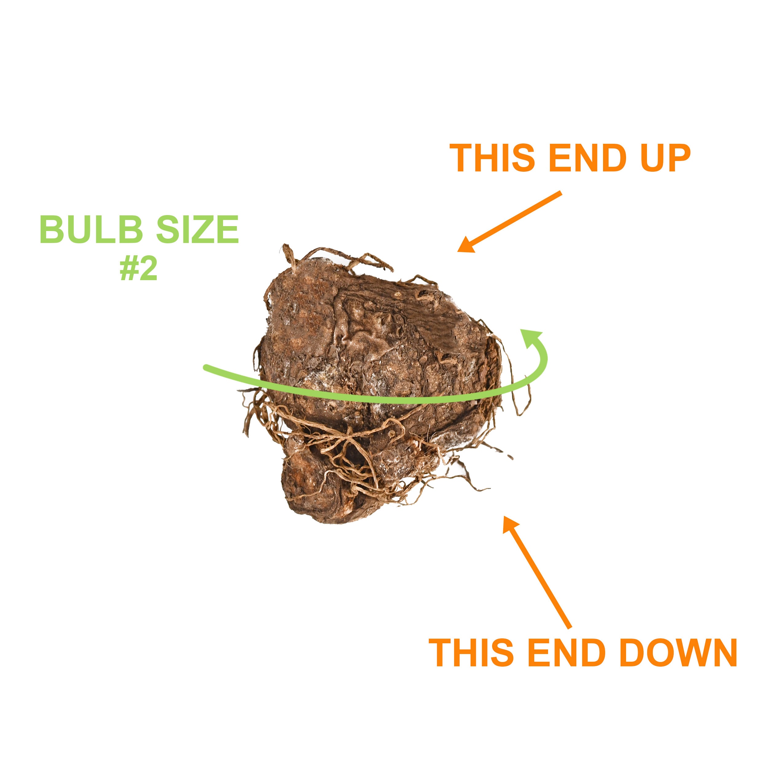 Garden State Bulb ECS-83-40-04 Plant-Bulbs - View #3