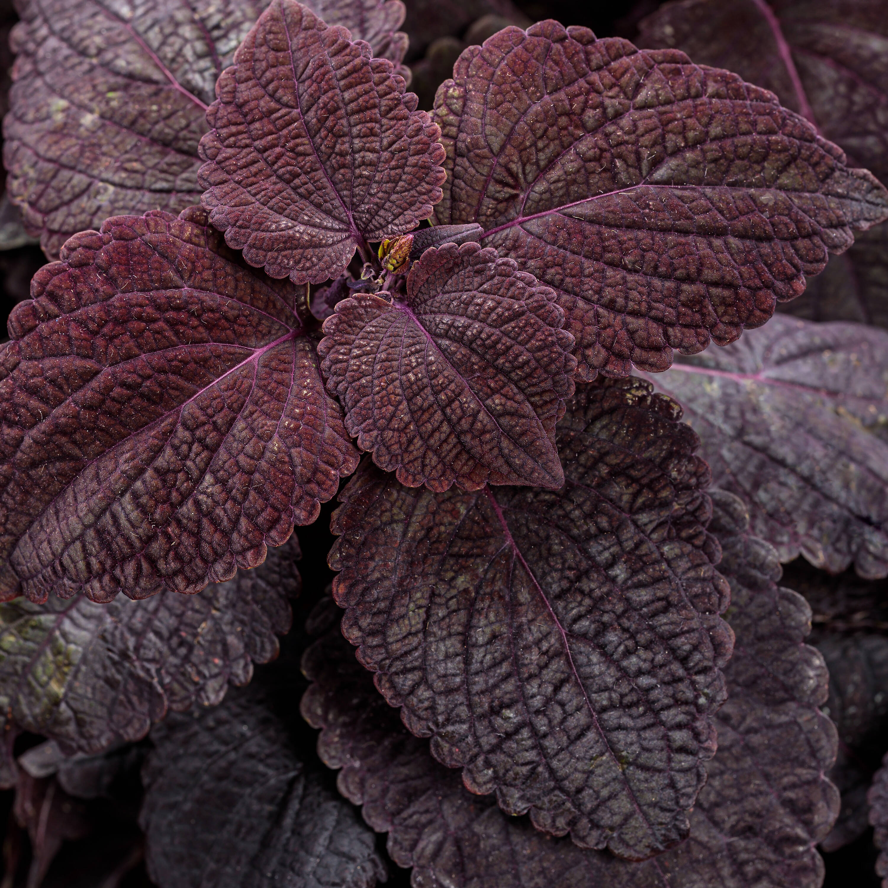 Proven Winners COLPRW1467504 Colorblaze Newly Noir Coleus in 4.25-in Pot