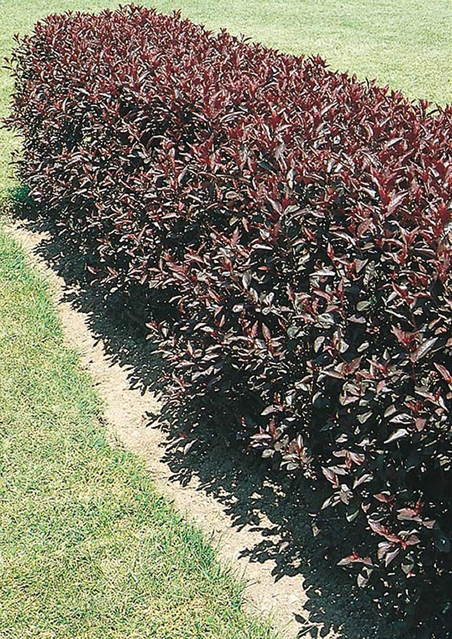 Darkstar® Purple Leaf Sand Cherry, Monrovia Plant