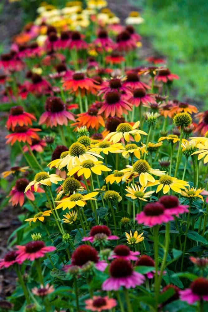 Spring Hill Nurseries 69158 perennials - View #4