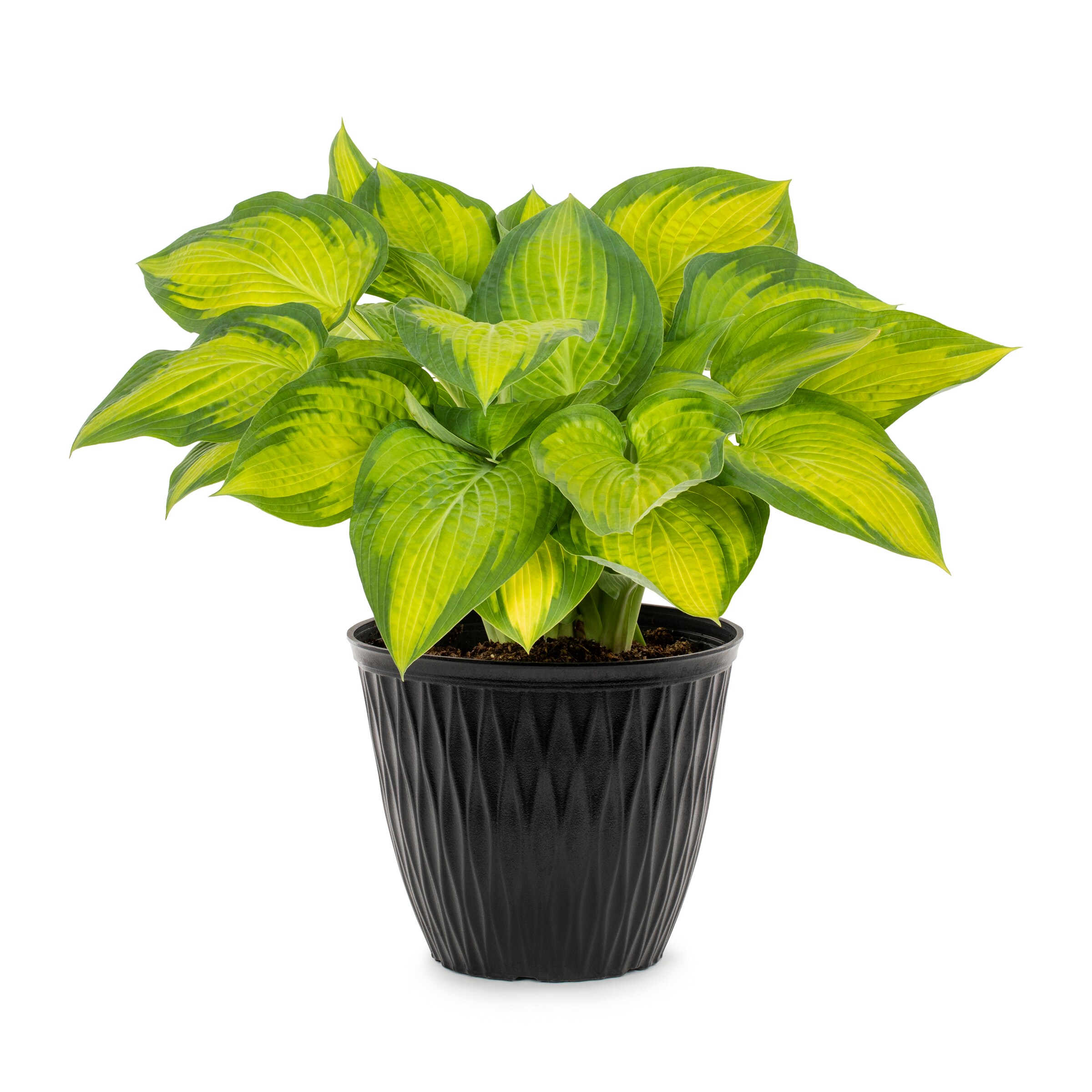 Lowe's White Plantain Lily Plant in 2-Gallon (s) Planter in the ...