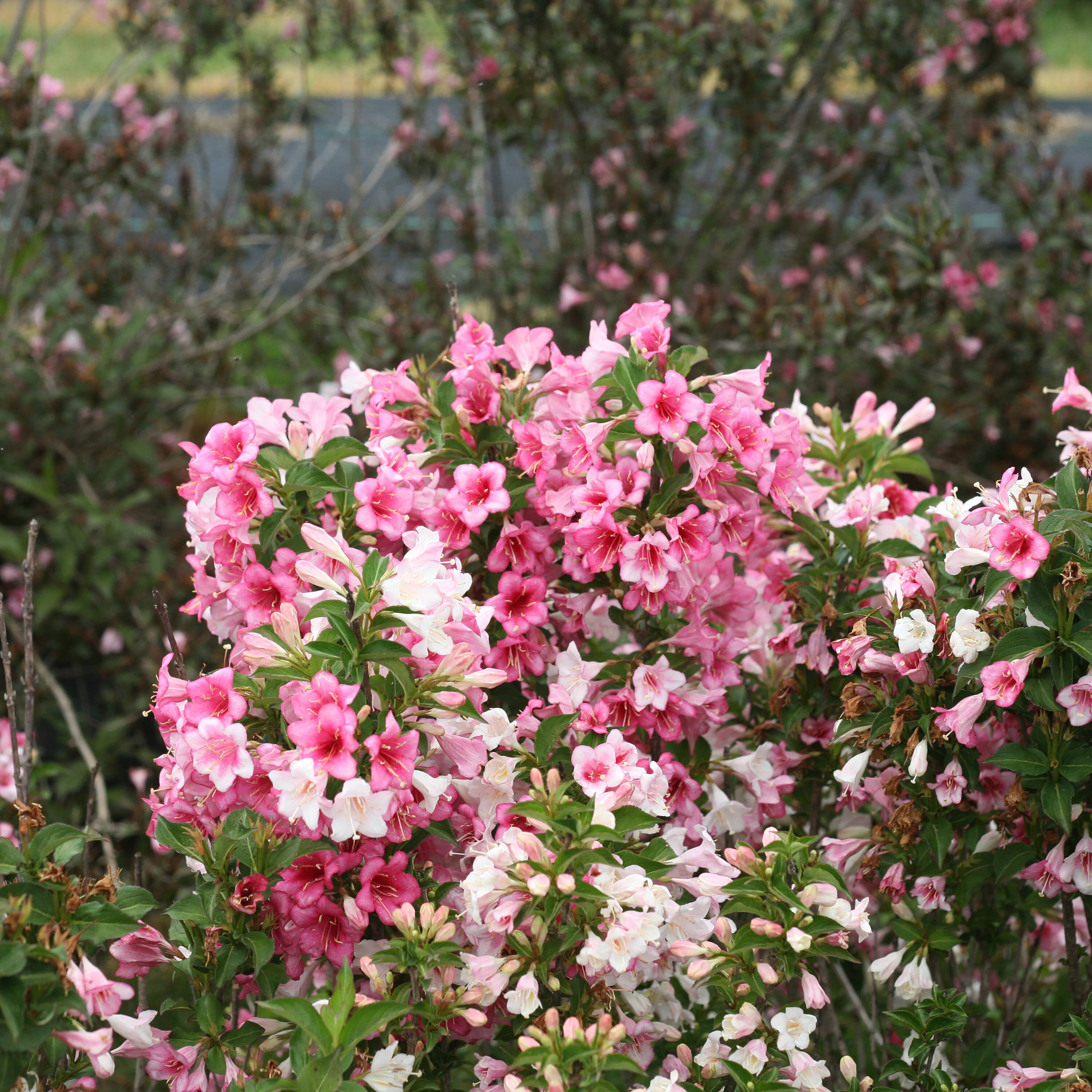Proven Winners WEIPRC1216101 shrubs - View #5