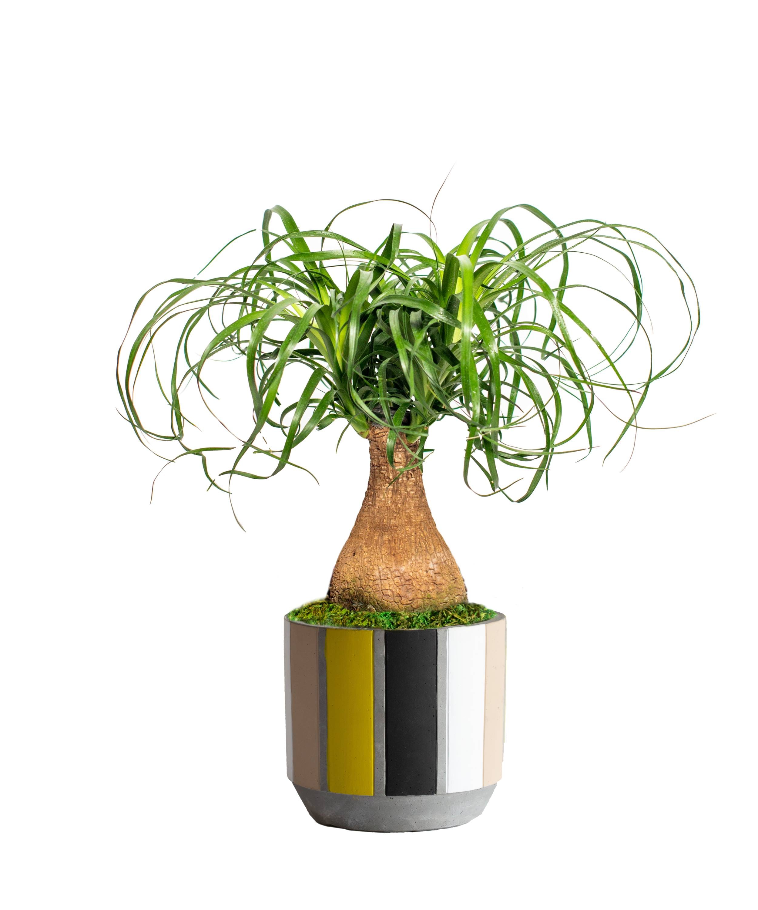 Urban Leaf - Suction Cup Shelf for Plants Window Bathroom or Kitchen