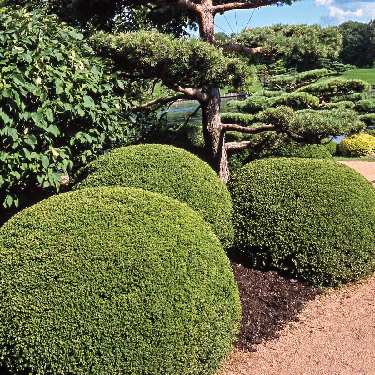 Spring Hill Nurseries 84370 shrubs - View #4