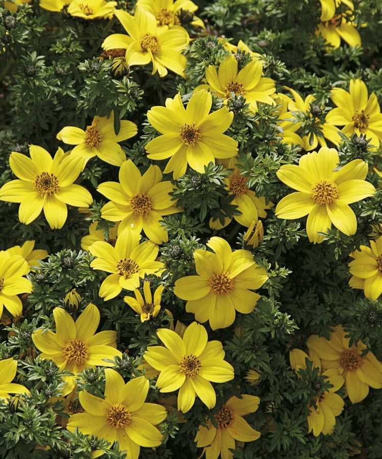 Lowe's NURSERY Yellow Bidens in 1-Pint
