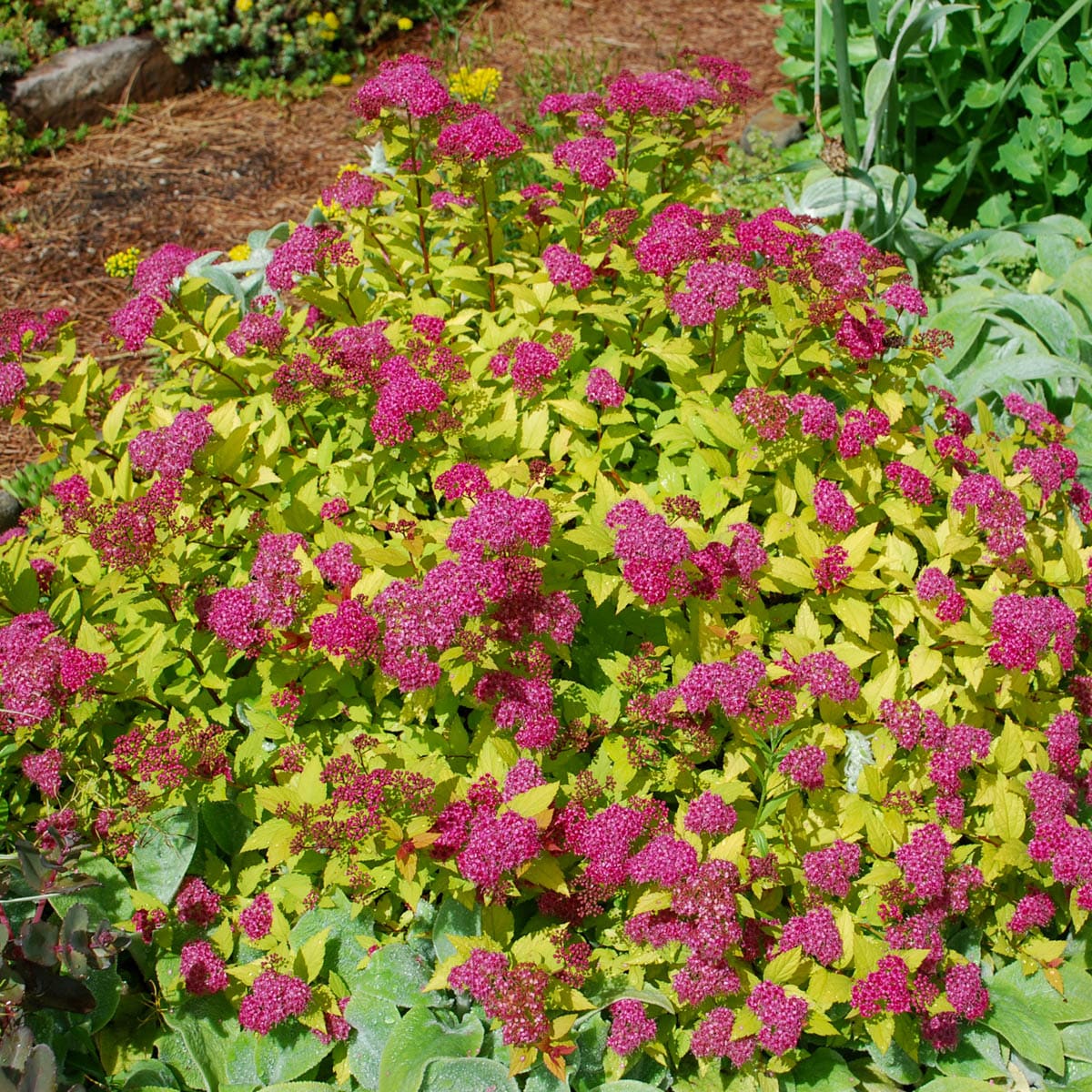 Spring Hill Nurseries 87498 shrubs - View #3