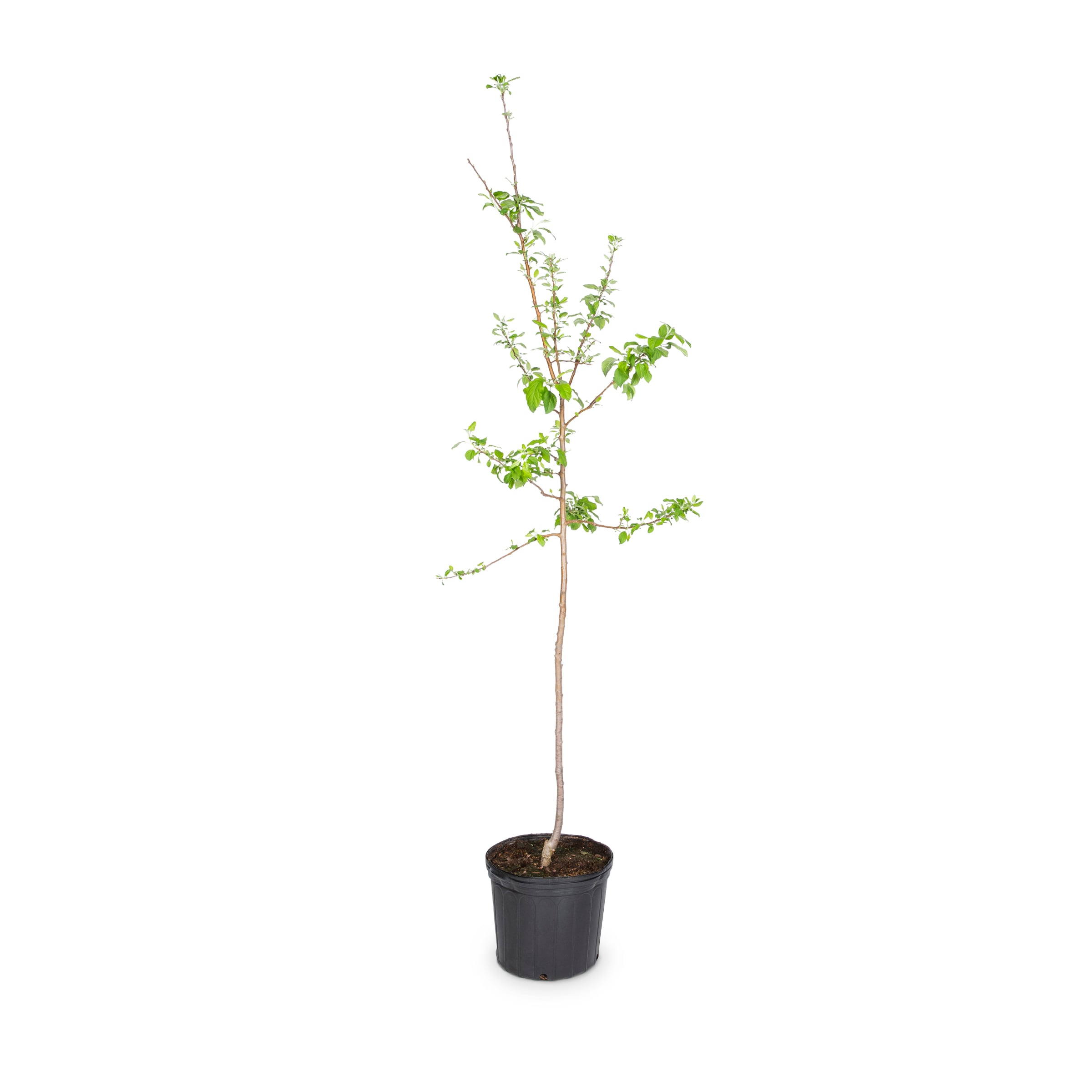  NURSERY 3.58 -Gallon Granny Smith Apple