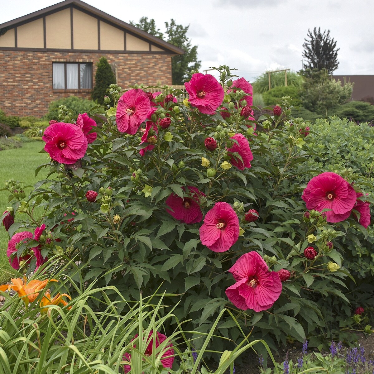 National Plant Network LW1459 shrubs - View #3