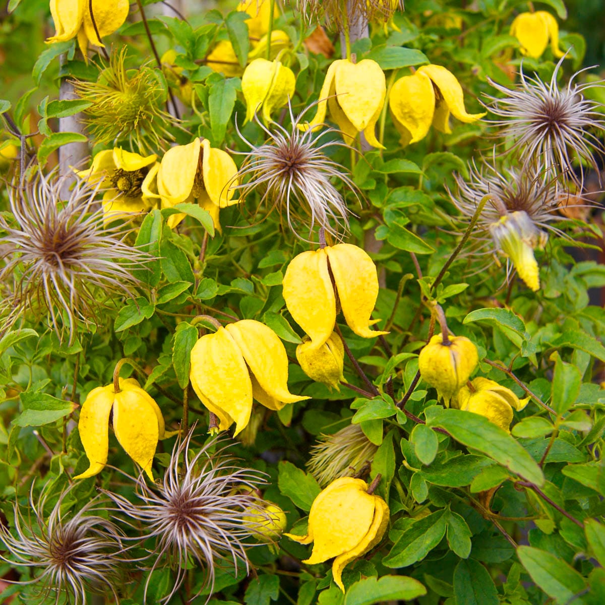 Gardens Alive! 78484 Yellow Flowering Little Lemons Clematis Vine Plant in 4 -in Pot 1 -Pack