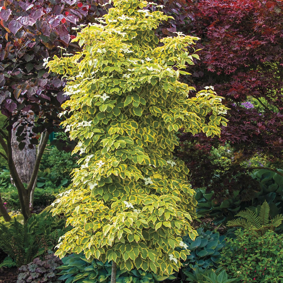 Gurney's Seed and Nursery 89481 trees - View #3