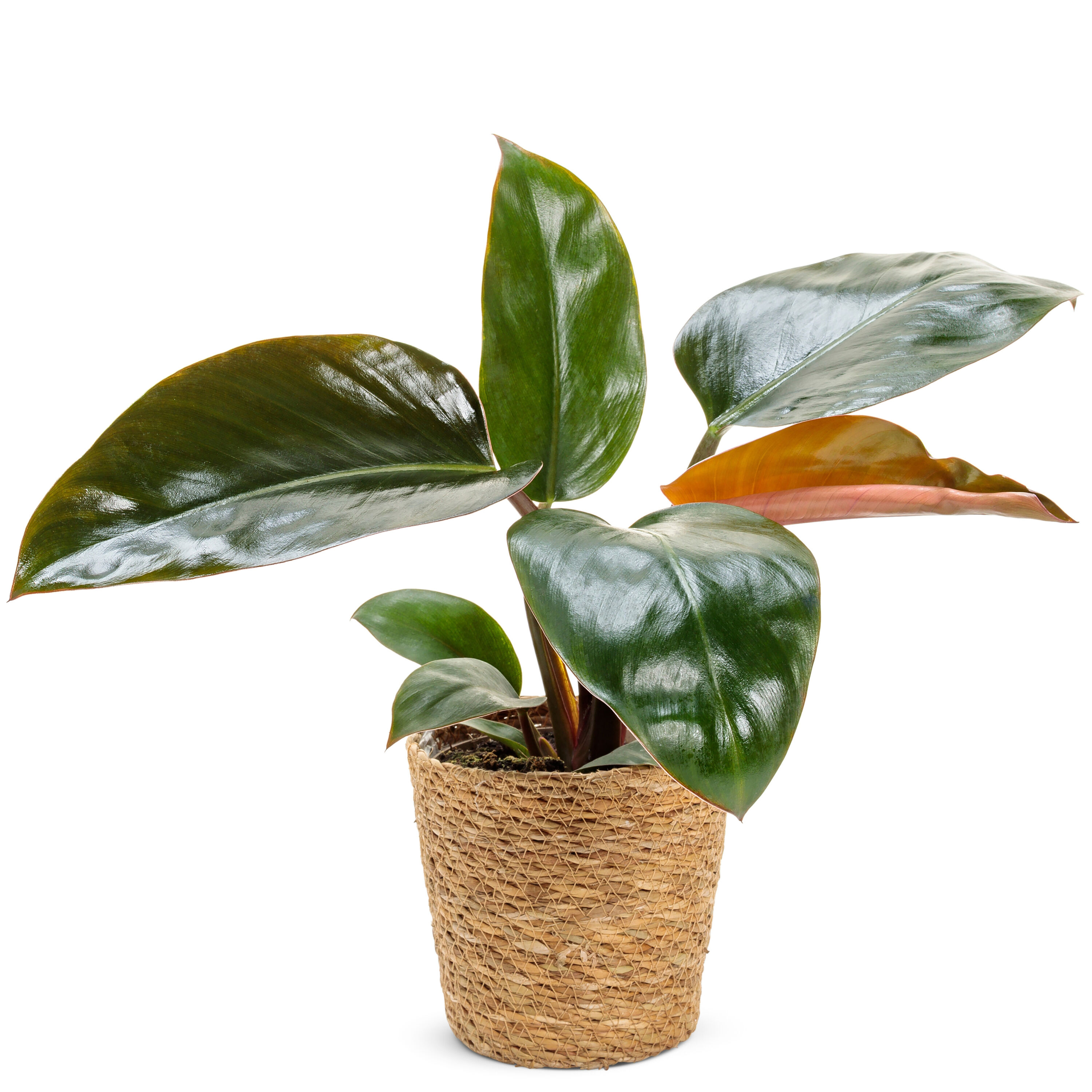 Proven Winners PHDPRL0125107 Prismacolor Rojo Congo Philodendron House plant in 7 Inch(es) Pot