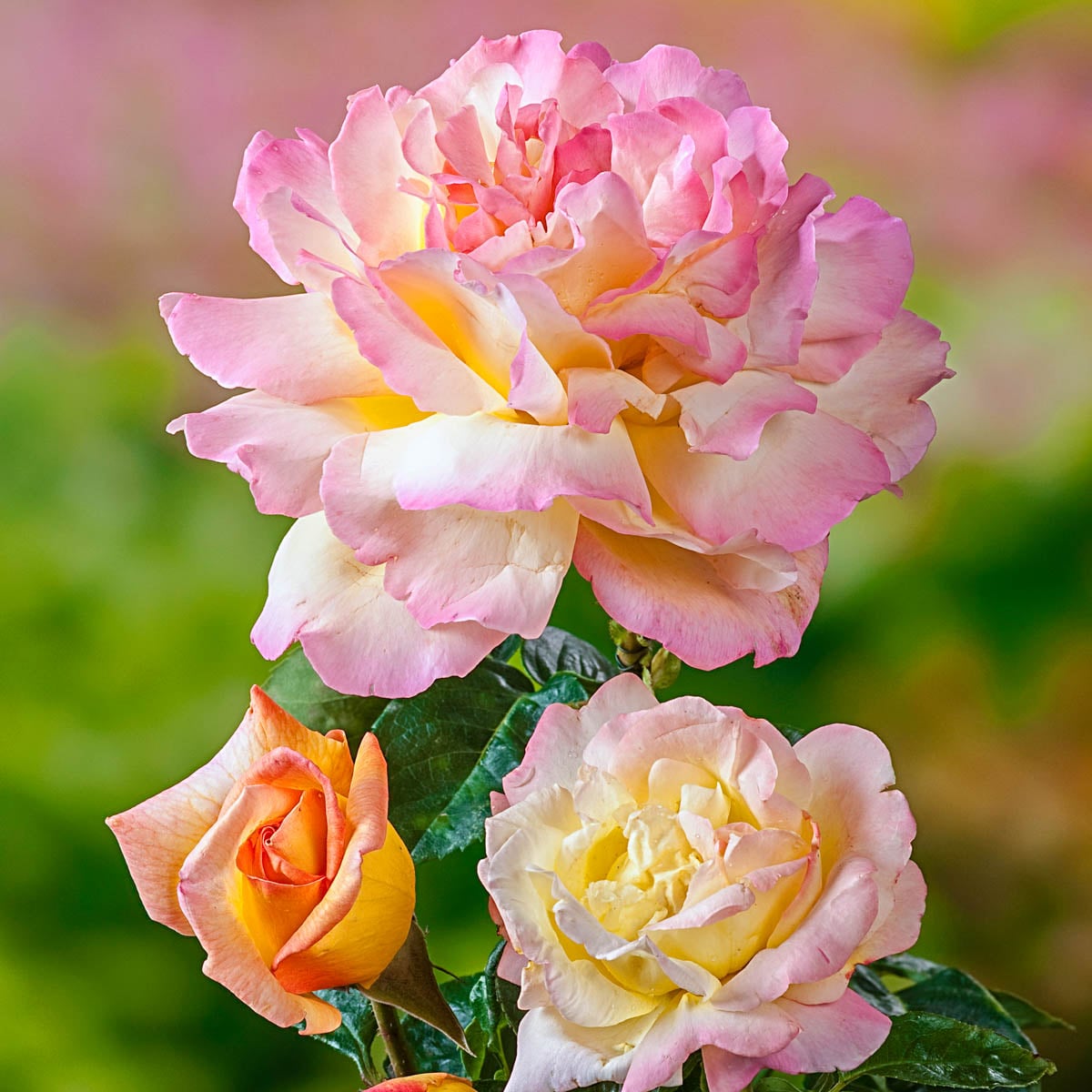 Spring Hill Nurseries 61627 roses - View #2